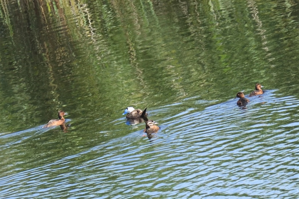 Ferruginous Duck